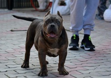 American Bulldog – 2 blue tri Merle pocket bully’s
