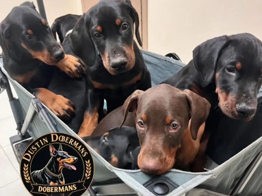 Doberman Pinscher – 11 week old Puppies. – Toledo