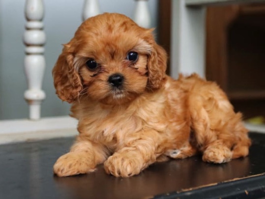 Cavapoo – Cuteness Overload! Meet Sadie 🐶 – Lawrenceville