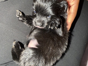 Well-Cared-For Puppies Available – Brookhaven