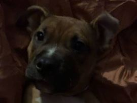 Mixed Breed – Rehoming 6 month puppy – Centereach