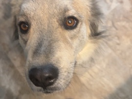Siberian Husky – Chow/Husky mix – Tucson