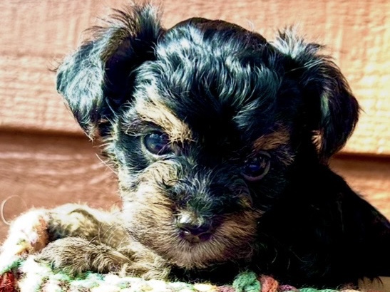 Yorkie Poo – yorkie poo puppy – Chatsworth