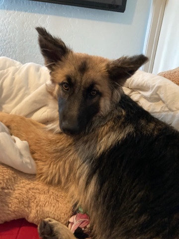 German Shepherd – Luna