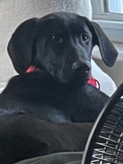 Labrador Retriever – Black Lab Puppy with crate
