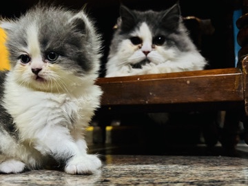 Persian (Modern) - white and black mix persian  available for adoption in Bengaluru