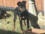 female dog – Fort Worth