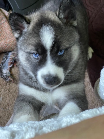 Siberian Husky – Agouti Siberian husky male puppy