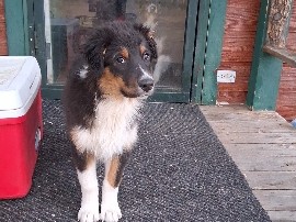 Australian Shepherd – Mister boy – Hot Sulphur Springs
