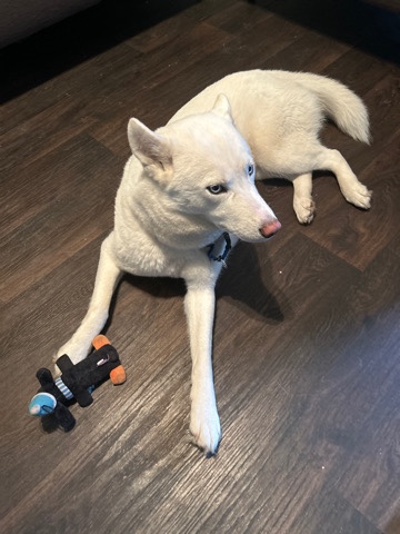 Siberian Husky – Beautiful dog