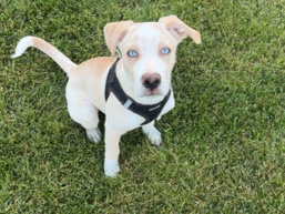 American Pit Bull Terrier – Friendly American Pit Bull Terrier Puppy – 5 Months Old – Winfield