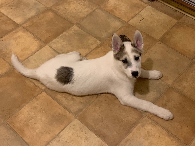 Siberian Husky – Husky