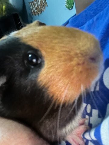 guinea pig – need a home for my Guinea pigs