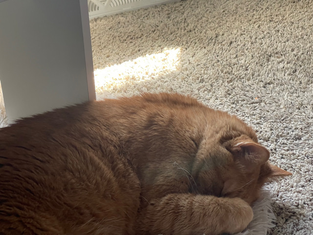 Persian (Modern) – Jack