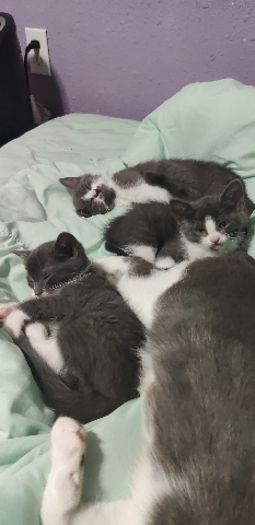 3 kittens