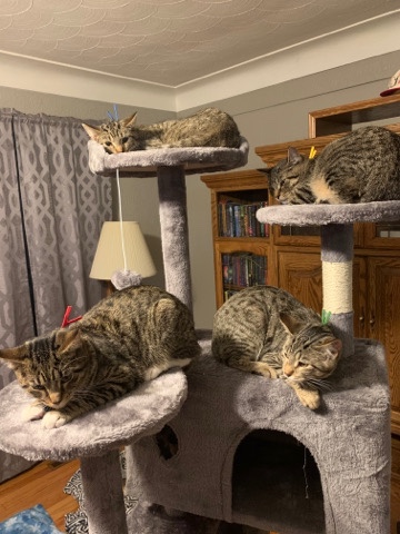 Manx – Re-homing 4 6 month old kittens