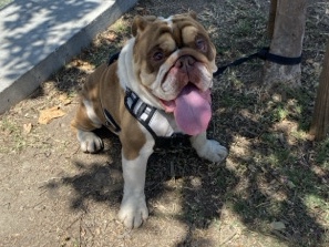 English bulldog 