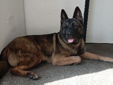 Belgian Shepherd Dog (Malinois) – Belgian Malinois x Akita – Royton