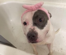 American Pit Bull Terrier – Beautiful pit bull