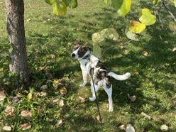 mixed breed unknown
