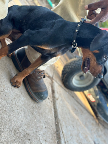 Doberman Pinscher – Doberman Puppy