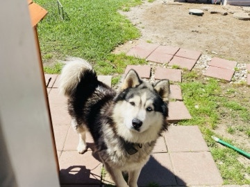 Siberian Husky – Sweet & Calm Siberian Husky Looking for a Loving Home – Houston