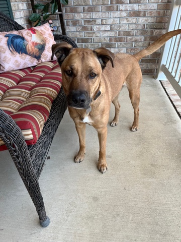 German Shepherd – Stanley