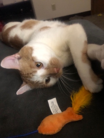 American Shorthair – Rehoming