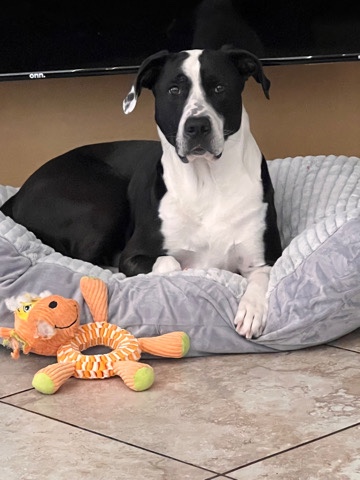 Labrador Retriever – Penny needs a new home