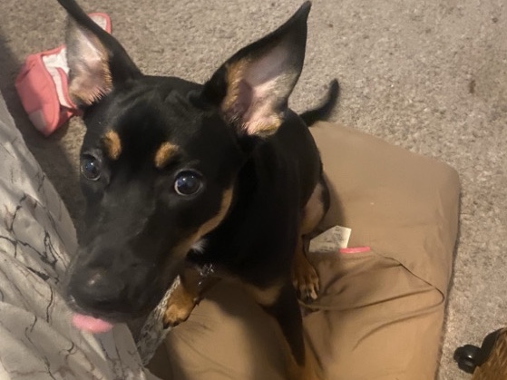 Mixed Breed – red heeler/lab(Tex) – Huntersville