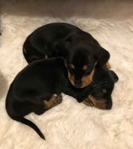 Dachshund – Dachshund puppies 🐶🐶🐶
