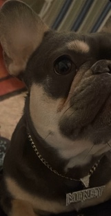 French Bulldog – frenchie