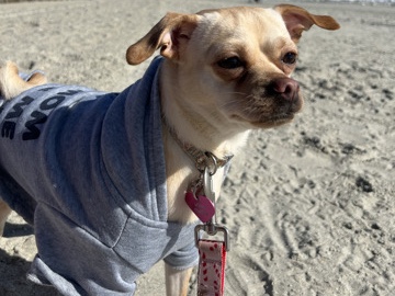 Chihuahua – Chihuahua Pug Mix – Kannapolis