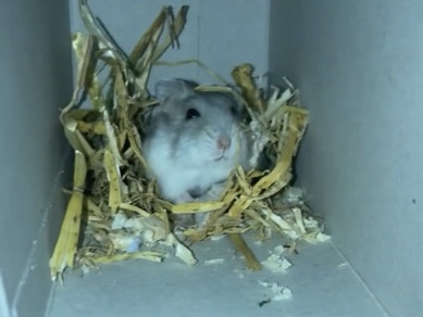 Hamster – Russian dwarf hamster – Kilmarnock