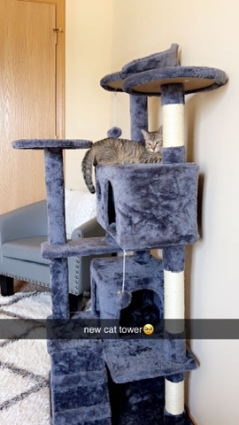 Russian White, Black and Tabby – 3 Month Old Brown Tabby Cat