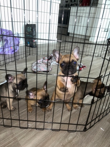 French Bulldog – Frenchie Puppies