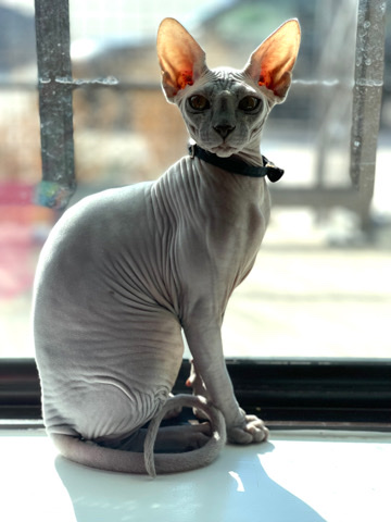 Sphynx – Lilac Sphynx