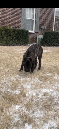 Cane Corso – Cane Corso Rehoming