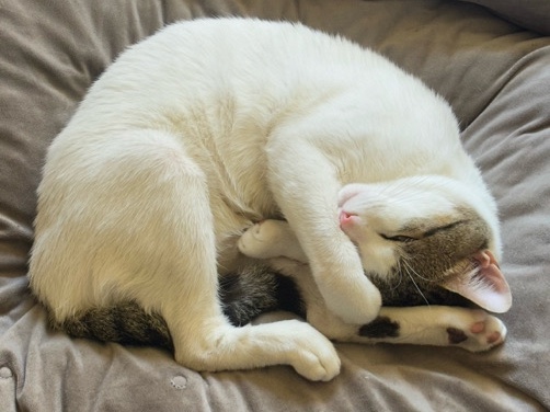 Elegant 2-Year-Old Cat with Rare Heterochromia – Miami