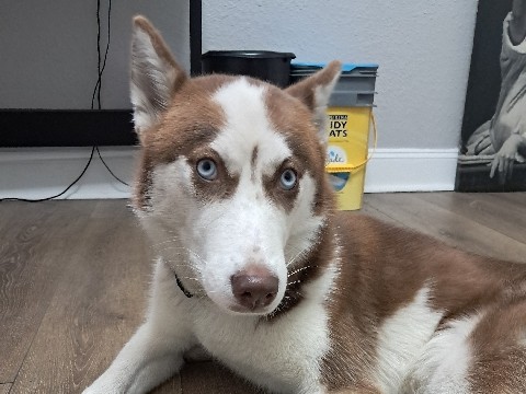Siberian Husky – Rehoming Sweet Baby, Yumi! – Jacksonville
