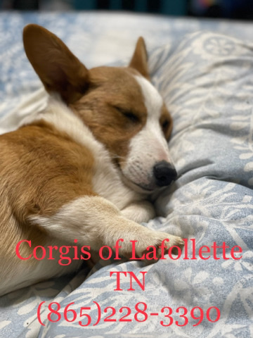Pembroke Welsh Corgi – corgi puppies