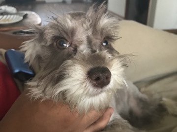 Miniature Schnauzer – little dog – Columbus