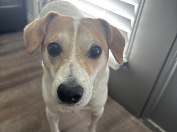 Looking for a Loyal Companion? Meet Berks.