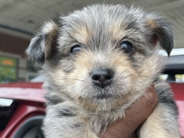 Yorkie Poo – Shorkie pups – Royal Oak