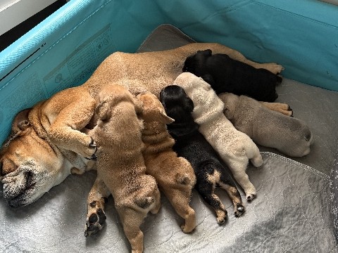 English/French Bulldogs