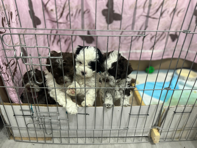 Shih tzu x cockapoo