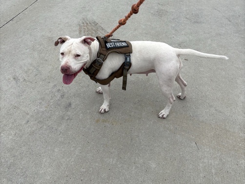 American Pit Bull Terrier – Lilly – Richmond