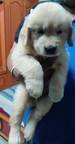 Golden Retriever – Golden retriever for sale