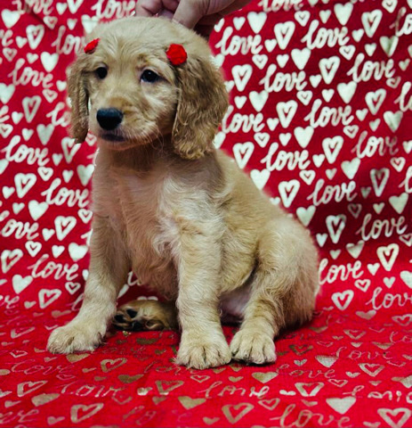 Female goldendoodle