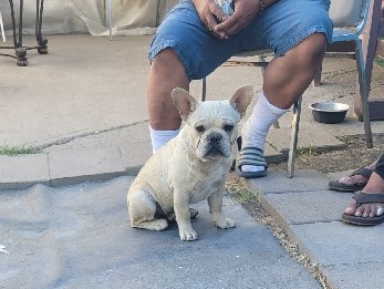 French Bulldog – Sweet French Bulldog Looking for a Loving Forever Home 🐾 – Ceres